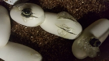 2017 L.t.gaigeae hatching