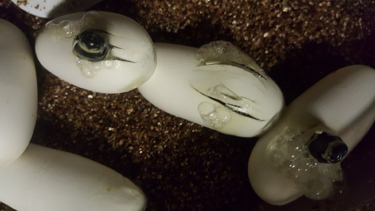 2017 L.t.gaigeae hatching
