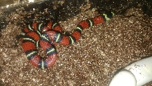 2017 baby black milksnake