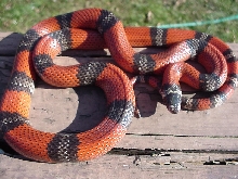 hypomelanistic L.t.polyzona