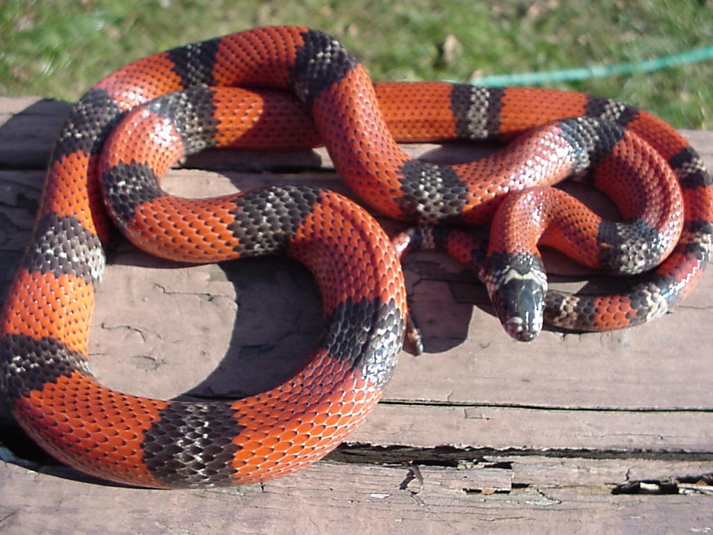 hypomelanistic L.t.polyzona