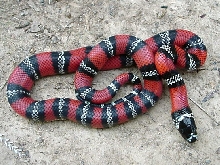 Northern Guatemalan milksnake (L.t.polyzona)