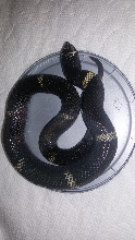 Lystrophis bicolor female yearling