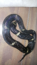 Lystrophis bicolor yearling male