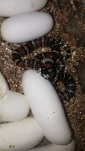 RepNaset Andean milksnake