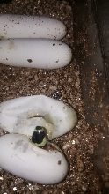 2017 L.t.abnorma