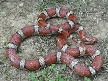 adult L.t.syspila