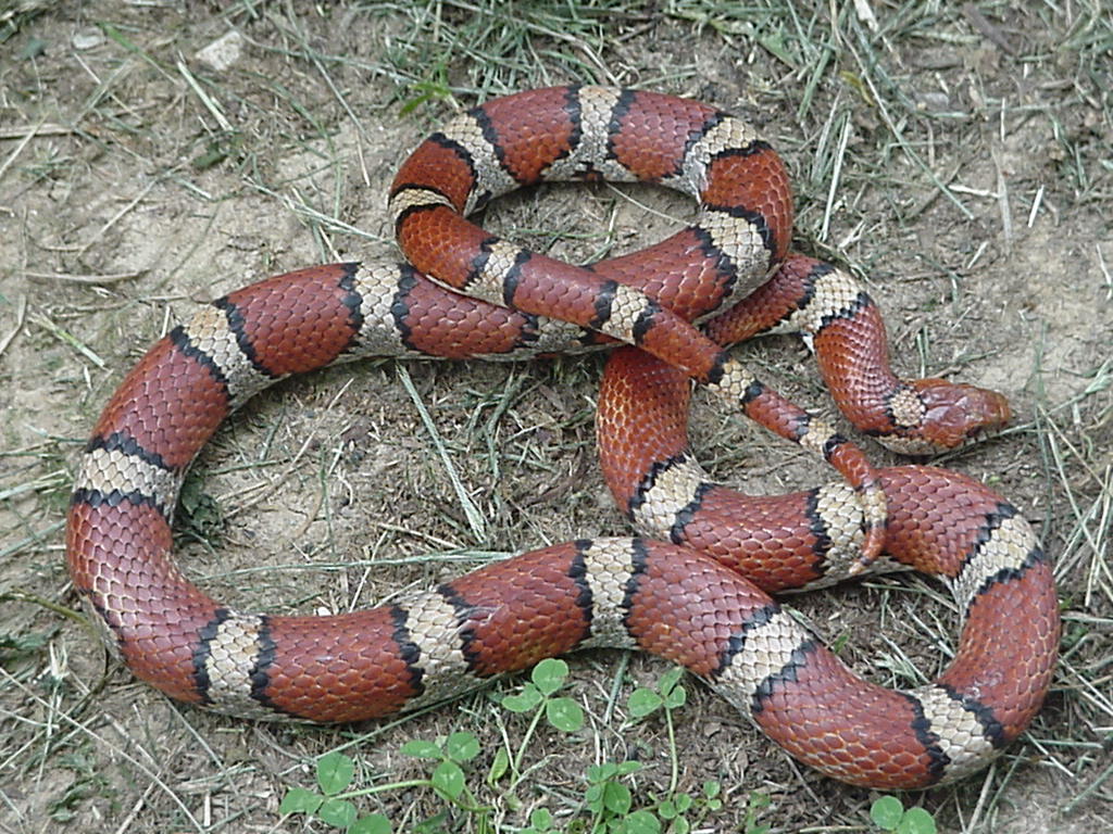 adult L.t.syspila