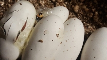 central Nicaraguan hatching 2016