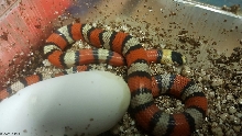 central Nicaraguan high yellow hondurensis hatchling