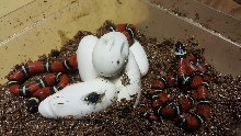 2016 L.t. conanti hatching