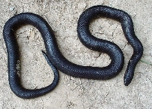 2 year old female gaigeae