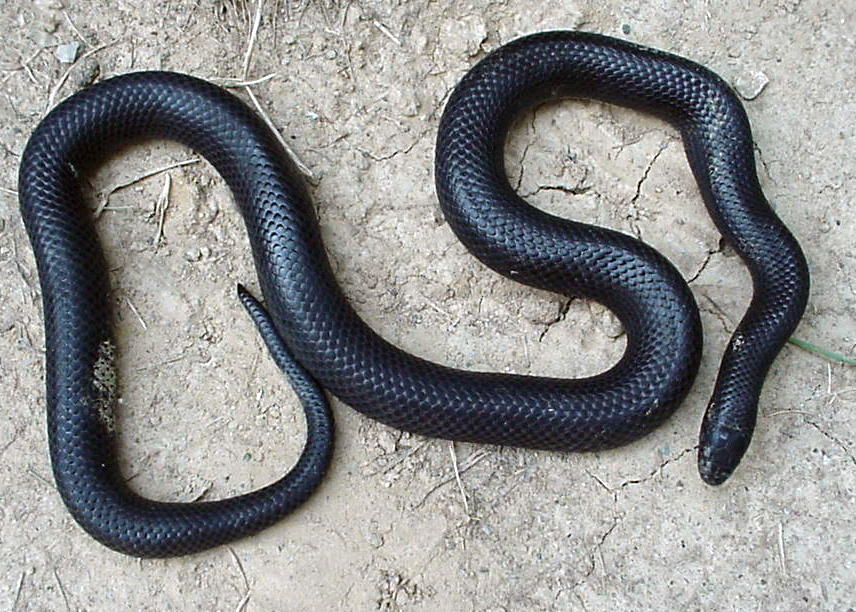 2 year old female gaigeae