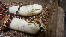 L.t.gaigeae hatchling