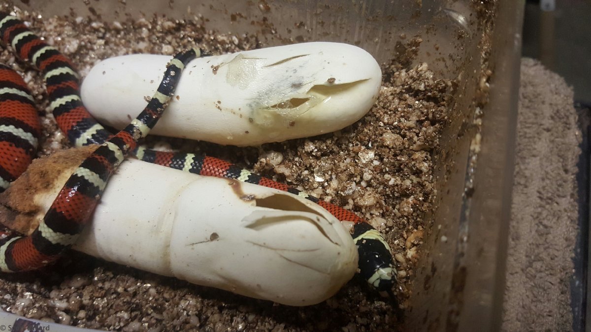 L.t.gaigeae hatchling