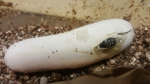 L.t.gaigeae slitting egg