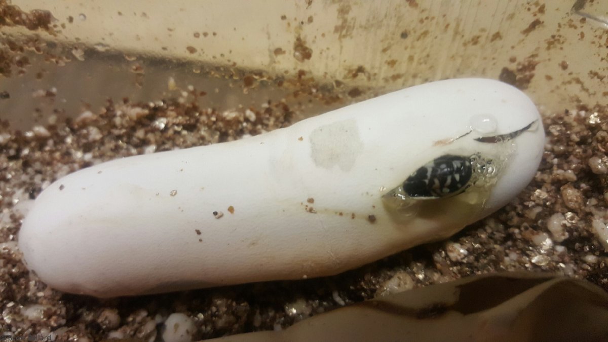 L.t.gaigeae slitting egg