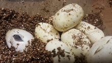 hypoe mex mex last to hatch