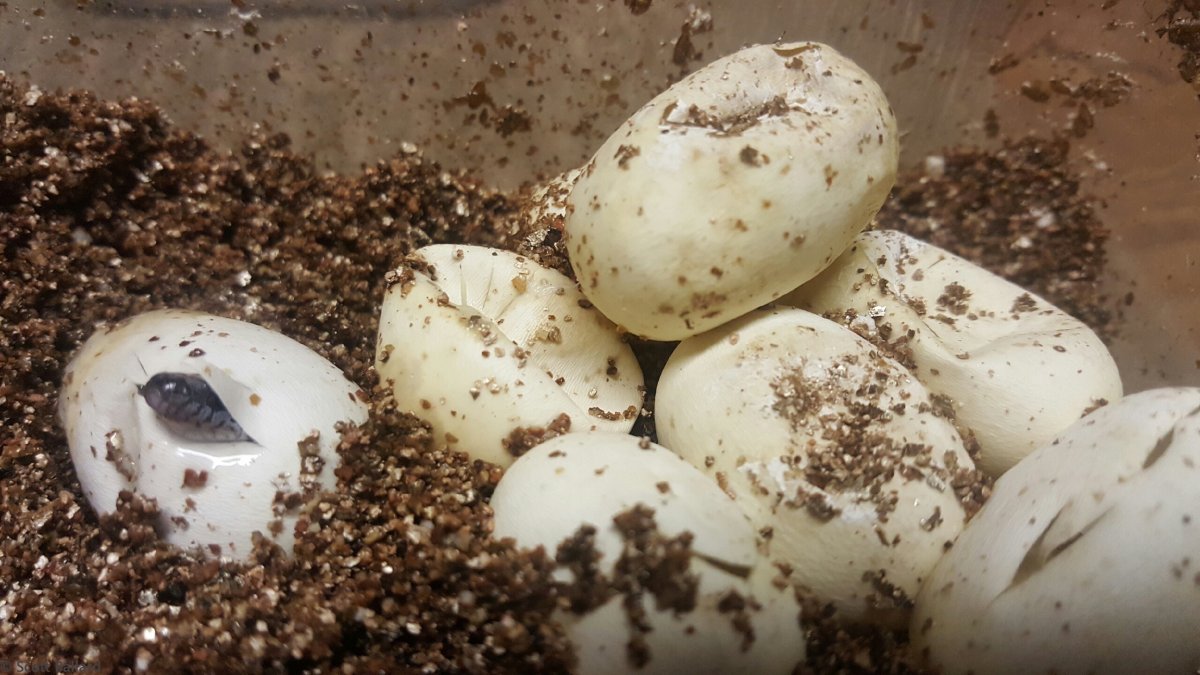 hypoe mex mex last to hatch