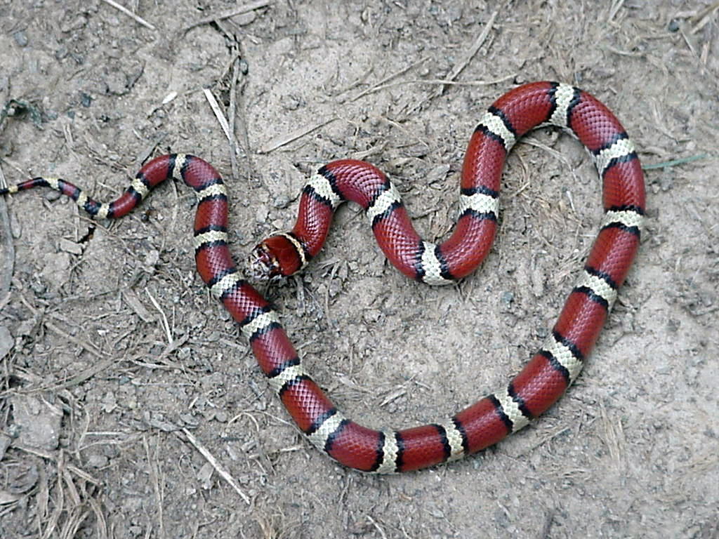 juvenile L.t.syspila