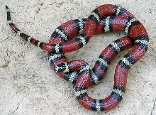 Stuart's milksnake