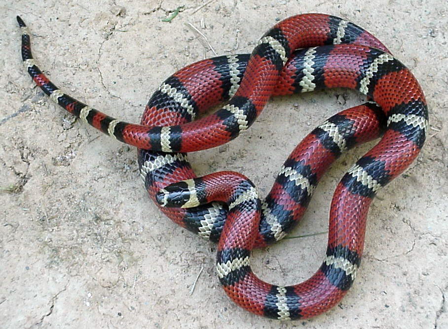 Stuart's milksnake
