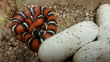 southern Honduras stuarti hatchling