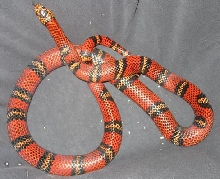 tangerine Andean body