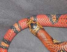 tangerine Andean head