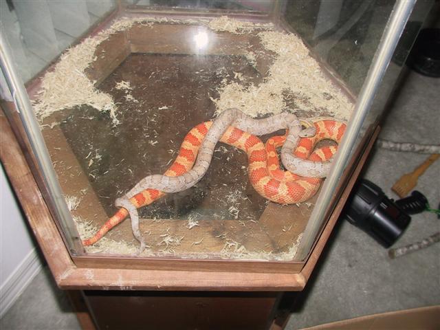 Corn snake breeding