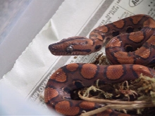 Rainbow boa