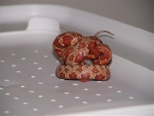 Constriction