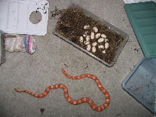 Eggs