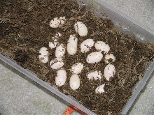 Eggs