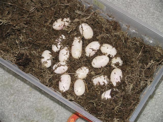 Eggs