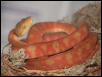 Amazon Tree Boa
