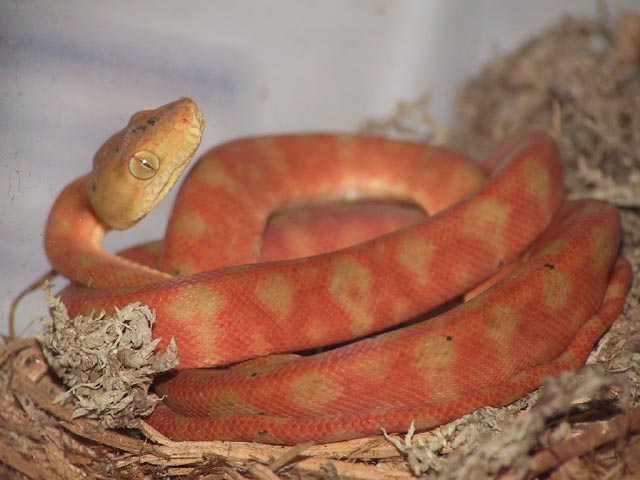Amazon Tree Boa