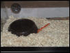 Water dish/hide