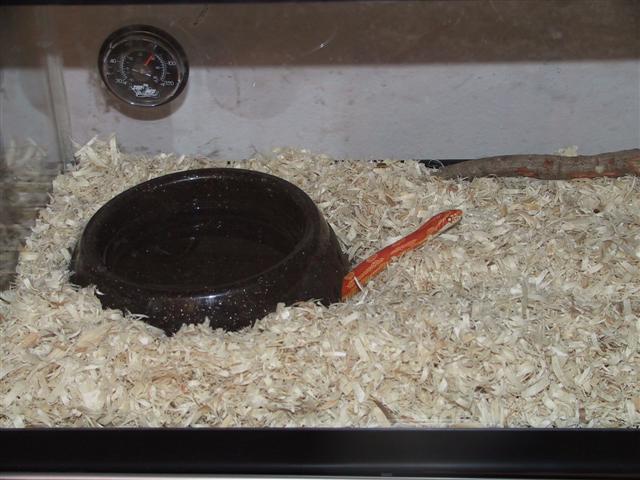 Water dish/hide