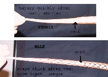 tail sexing