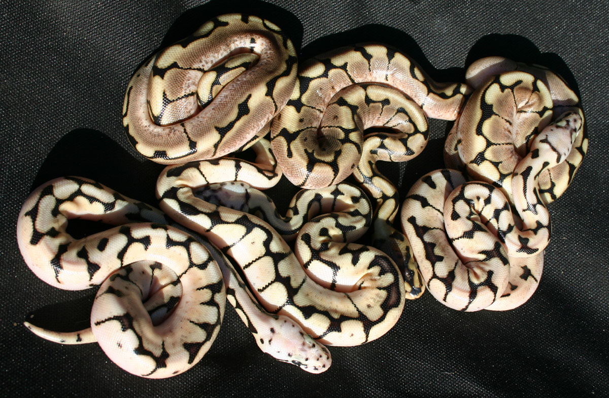 Bee Clutch Group