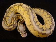 super pastel butter 100% het ghost