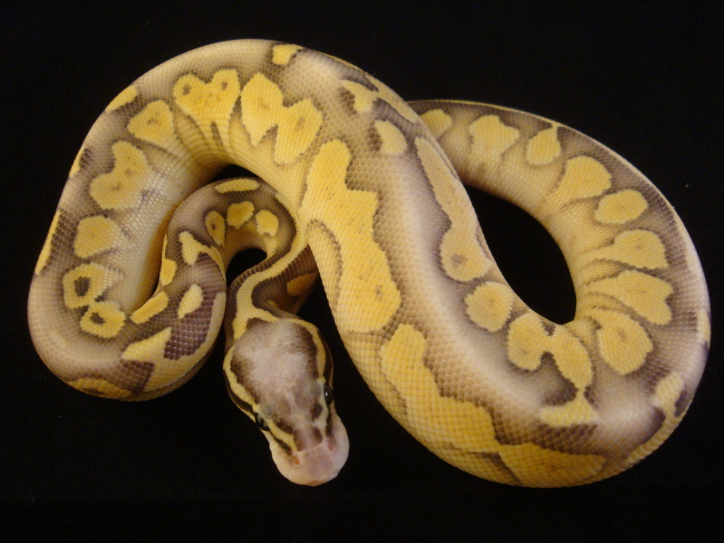 super pastel butter 100% het ghost