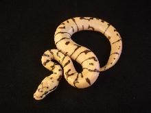 enchibee het ghost