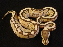 butter woma het ghost female