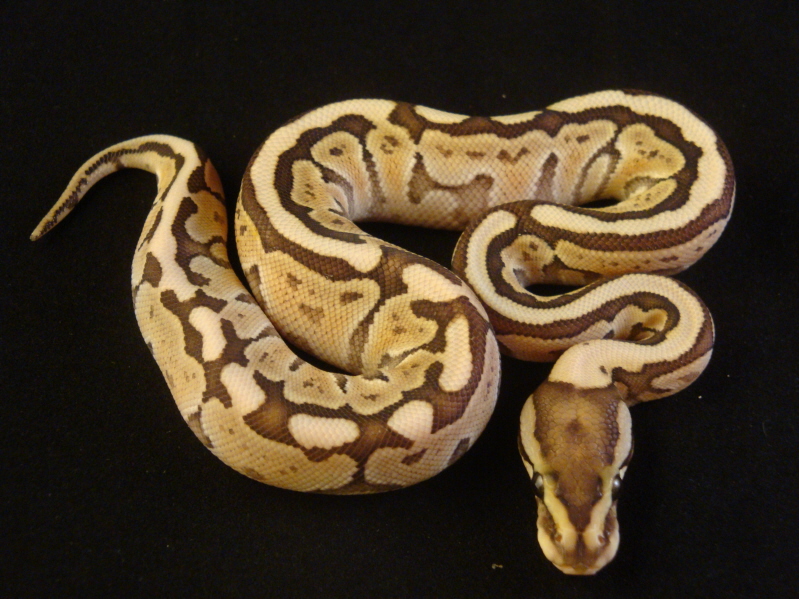 butter woma het ghost female