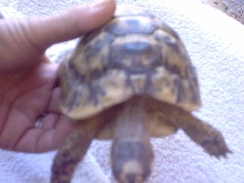 What kind is he??