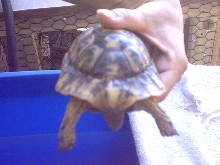What is he??