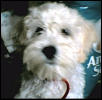 Snowball