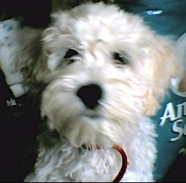 Snowball